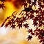 Image result for Fall Scenes Wallpaper for iPhone