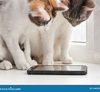 Image result for Small Cat Sat On iPhone