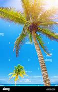 Image result for Beautiful Palm Trees