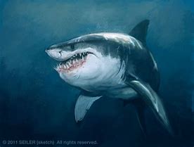 Image result for Funny Shark in the World
