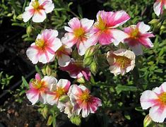 Image result for Helianthemum Raspberry Ripple