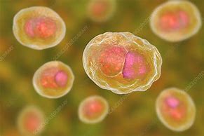Image result for Chlamydia Trachomatis Bacteria