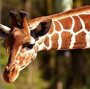 Image result for Top 10 Largest Animals in the World