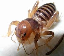 Image result for Jerusalem Cricket