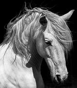 Image result for Andalusian Horse Photography