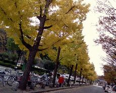 Image result for Japan Fall Night
