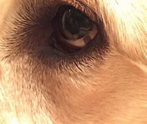 Image result for White Dog with Brown Spot On Eye