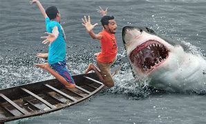 Image result for Most Deadliest Shark in the World