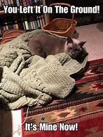 Image result for January Halloween Cat in Blanket Meme