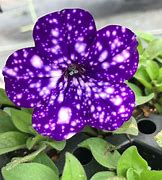 Image result for Night Sky Galaxy Flower