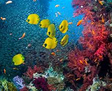 Image result for Underwater Fish Scenes
