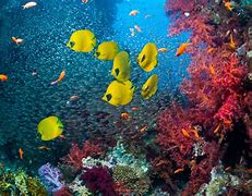 Image result for Underwater Ocean Scenes