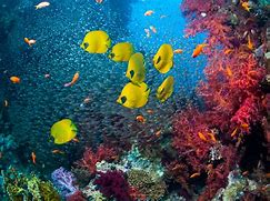 Image result for Deep Sea Underwater Wallpaper