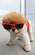 Image result for Cool Dog with Sunglasses