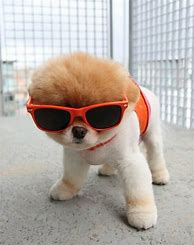 Image result for Cool Dogs