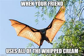 Image result for Funny Memes About Bats