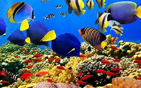 Image result for Most Beautiful Fishes Underwater