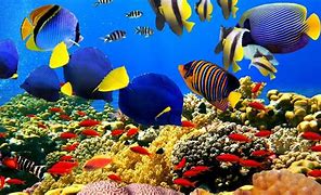 Image result for Undersea Fish