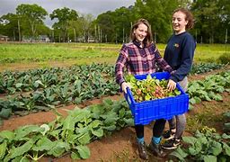 Image result for Local Farming