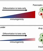 Image result for Pancreas Beta Cells