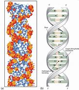 Image result for DNA Double Helix Labeled Diagram