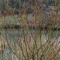 Image result for Salix gracilistyla Melanostachys
