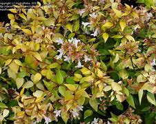 Abelia x grandiflora Francis Mason に対する画像結果