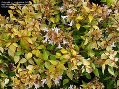 Image result for Abelia x grandiflora Francis Mason
