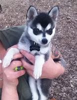 Image result for Cool Small Dog Breeds