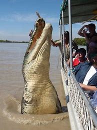 Image result for Biggest Saltwater Crocodile Ever