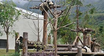 Image result for Giant Panda Reserve in China
