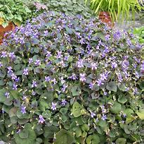 Image result for Viola labradorica