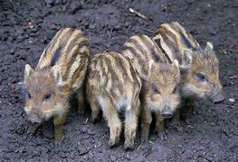 Image result for Wild Boar Piglets