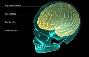 Image result for The Brain Lobes
