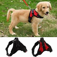 Image result for Best No Pull Harness for Large Dogs