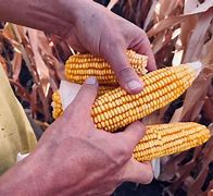 Image result for Nebraska Corn Fields