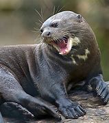 Image result for Giant Otter