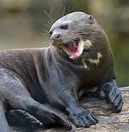Image result for Giant River Otter Fun Facts