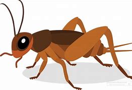 Image result for Happy Cricket Insect