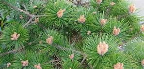 Pinus densiflora Low Glow-साठीचा प्रतिमा निकाल