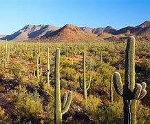 Image result for Arizona Desert