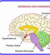 midbrain 的图像结果