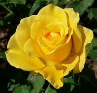 Image result for Yellow Tea Rose