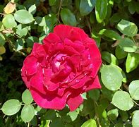 Image result for Calcareous Harvest Rose