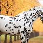 Image result for Black Horse with White