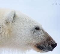 Image result for Polar Bear Head