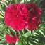 Image result for Paeonia officinalis rosea plena