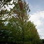 Image result for Autumn Blaze Acer Tree