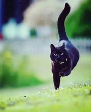 Image result for Black Cat Running
