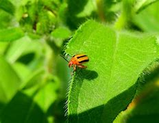 Image result for Bugs